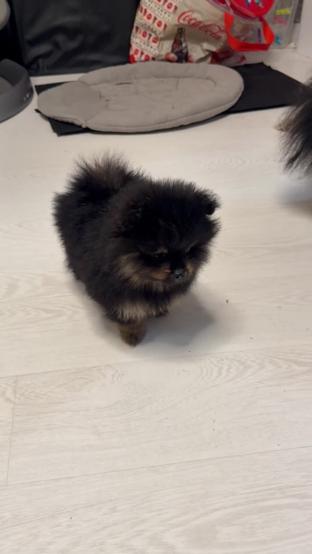 Pomeranian dogs for sale: Black & tan Pomeranian's 2xboys 1x girl    - Video 2