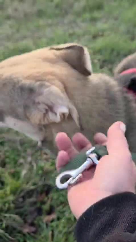 Mixed Breed dogs for adoption: 🐾DALIDA, Grace, Strength & a Heart Full of Love💛 - Video 1