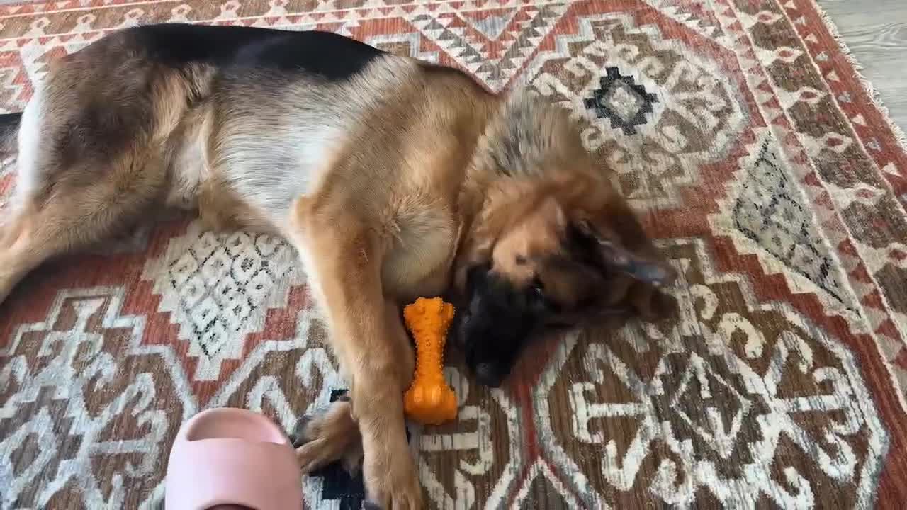 German Shepherd dogs for sale: Beautiful KC registered German Shepherd Boy in Hatfield - Video 2