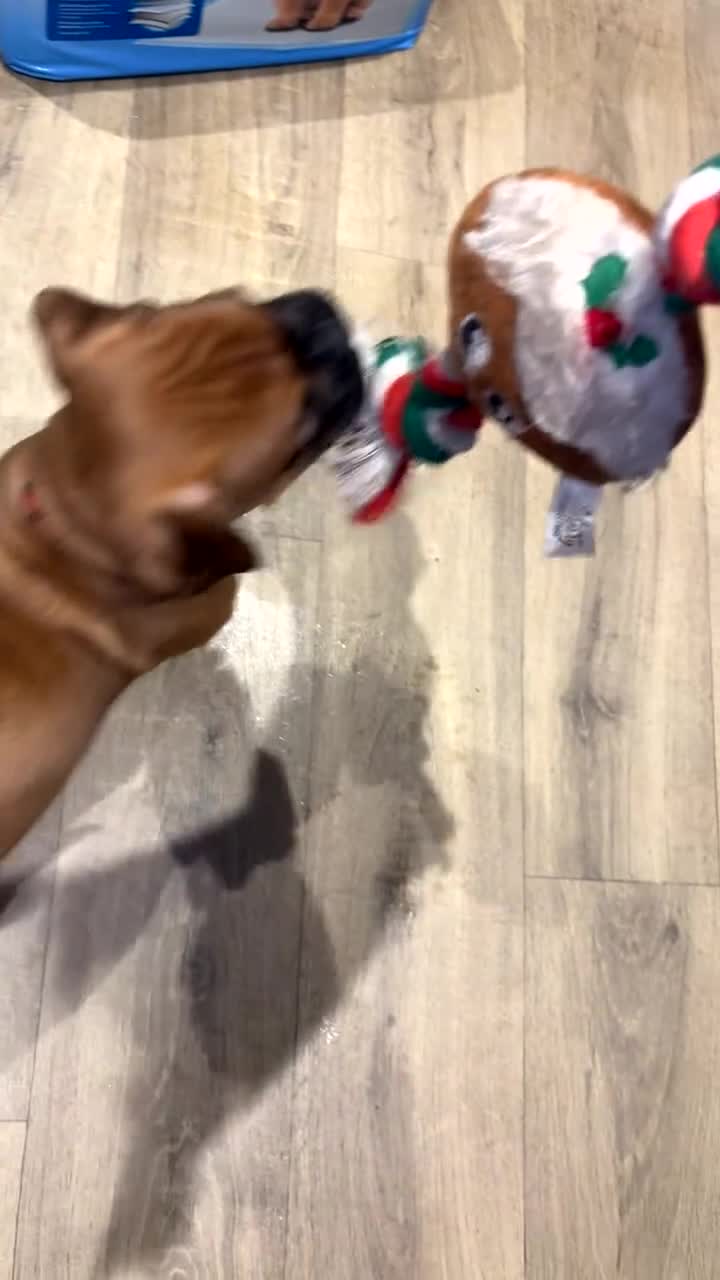 Boxer dogs for sale: Ready to leave one girl left - Video 1