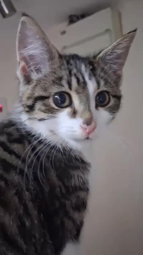 Mixed Breed cats for sale: Tabby cross - Video 1