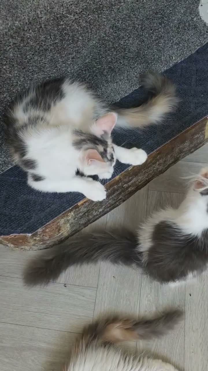 Maine Coon cats for sale: TICA REGISTERED STUNNING KITTENS  - Video 1
