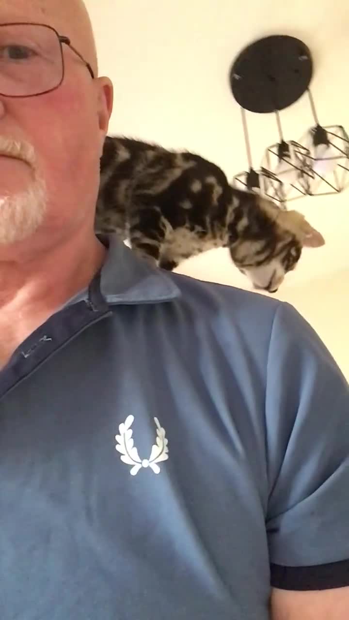 Bengal cats for sale: Beautiful Bengal kitten in Whitchurch - Video 2