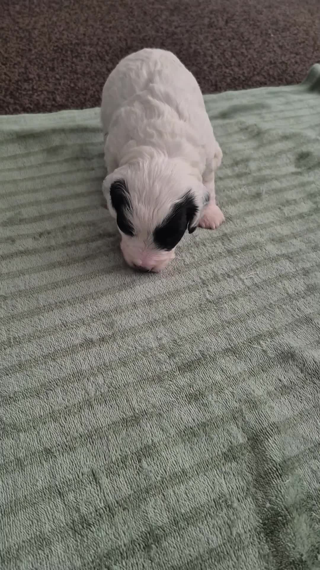 Cockapoo dogs for sale: 3 Beautiful F1 cockapoos  - Video 2