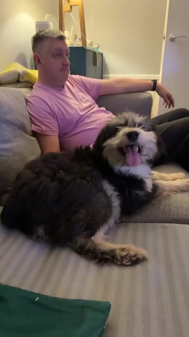 Mixed Breed dogs for adoption: Naty looking for her forever home!  - Video 1