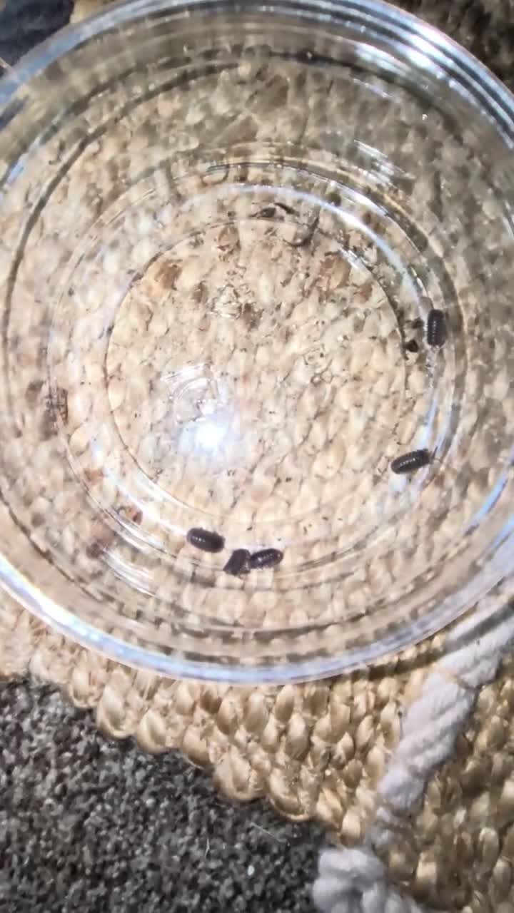 Isopods invertebrates for sale: Isoppds for sale  in Ayr - Video 2