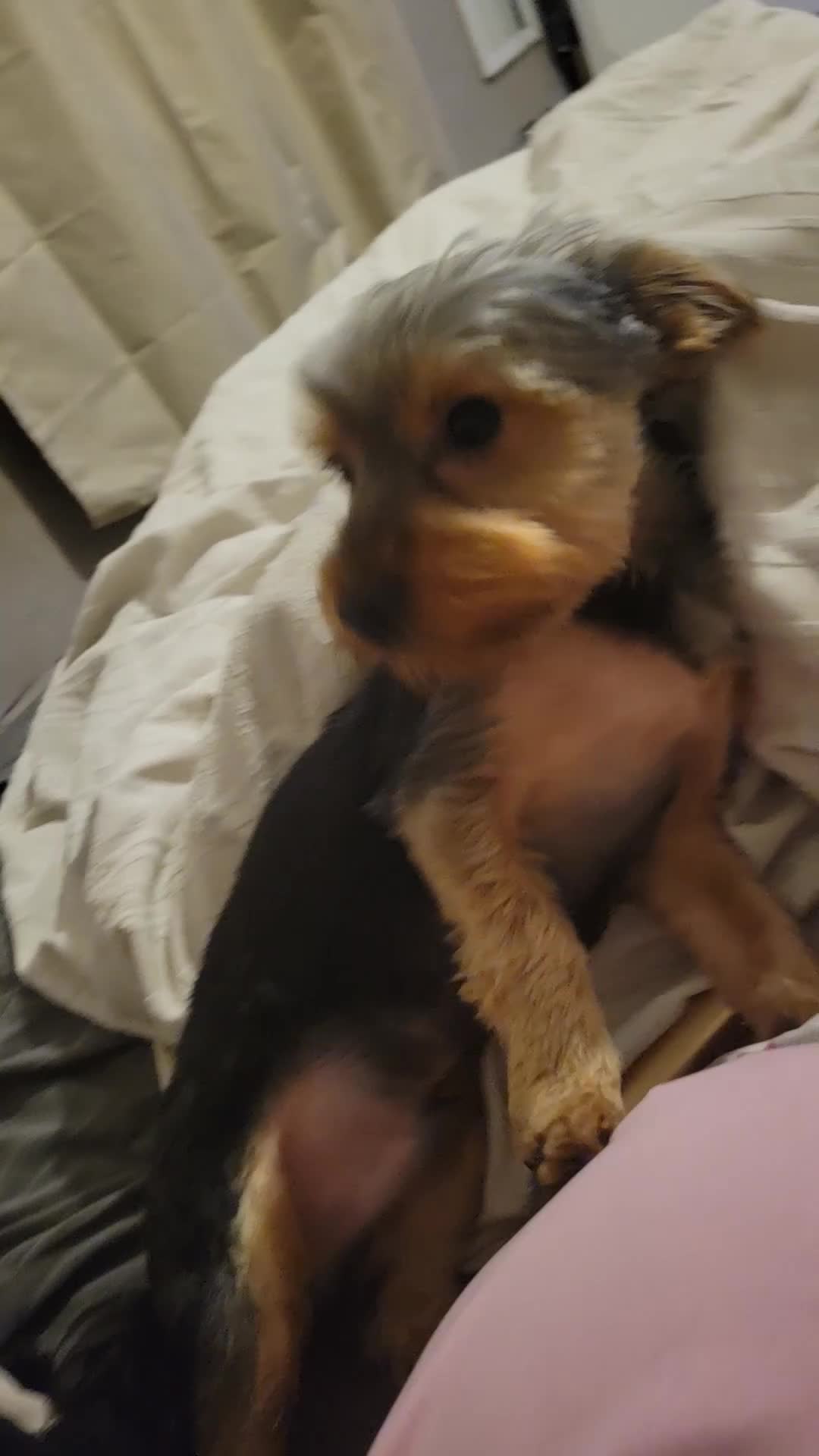 Yorkshire Terrier dogs for sale: Beautifully boy yorkshire terrior  - Video 1