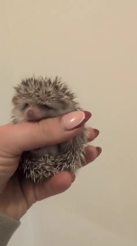 Pygmy Hedgehog rodents for sale: Gorgeous APH hedgehogs  - Video 4