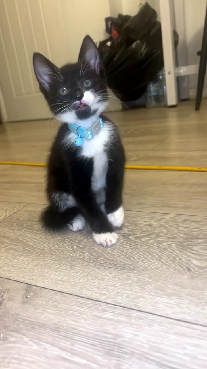 Brazilian Shorthair cats for sale: Beautiful kittens  - Video 3
