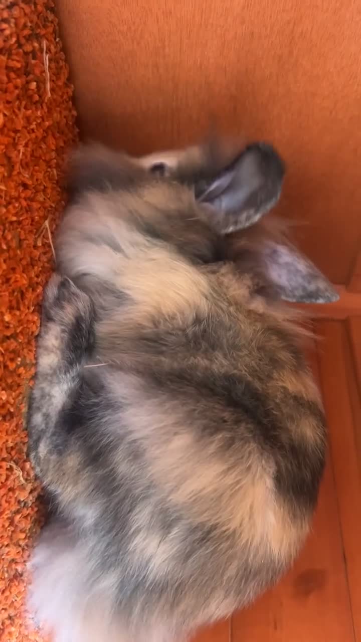 Lionhead rabbits for sale: Lion hair make rabbit for sale.  - Video 1