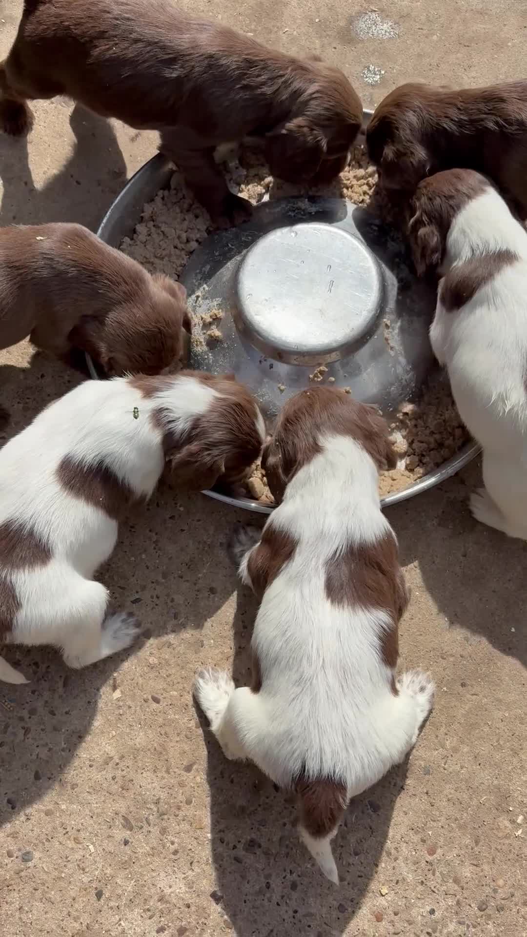 Sprocker dogs for sale: Sproker - Video 1