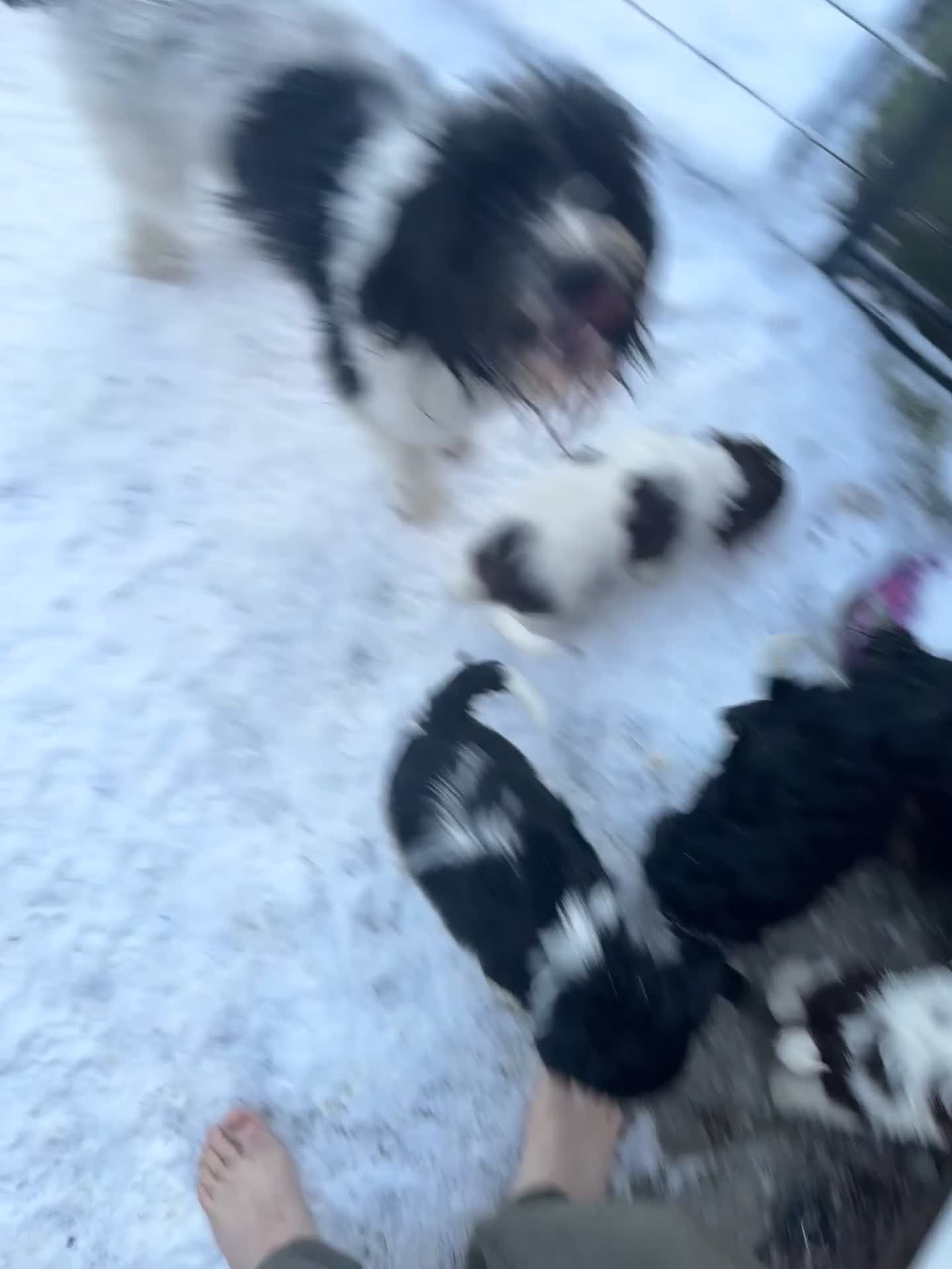 Mixed Breed dogs for sale: 8 Springer mix Puppies - Video 2