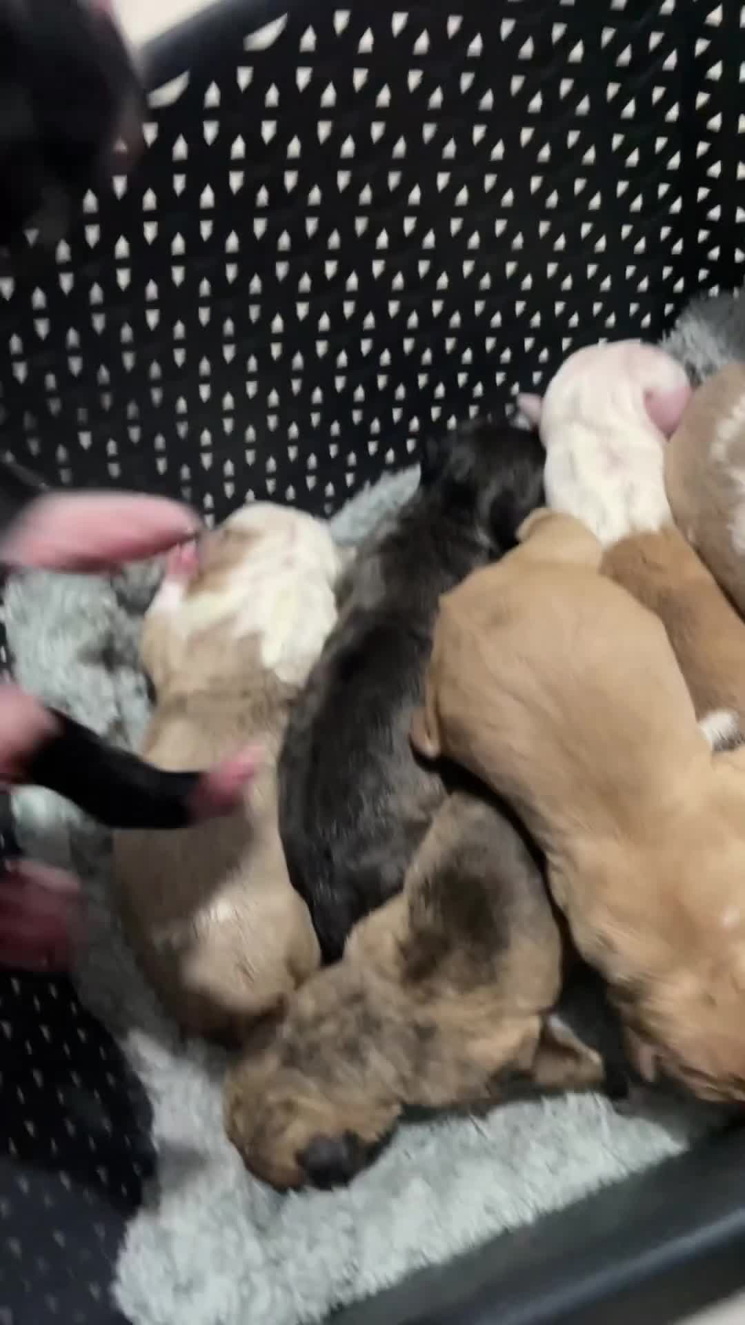 Mixed Breed dogs for sale: American bully X American bulldog puppies  - Video 1