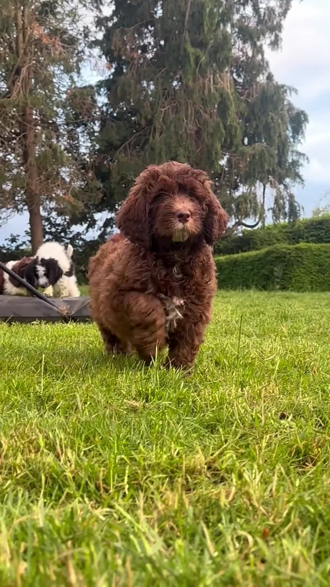 Saint Berdoodle dogs for sale: Premium St Berdoodle Puppies  - Video 5