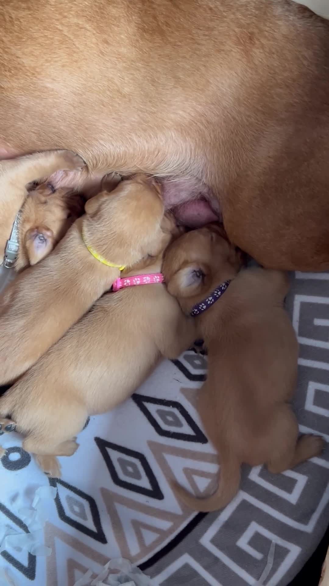 Labrador Retriever dogs for sale: Beautiful fox red Labrador litter  - Video 4