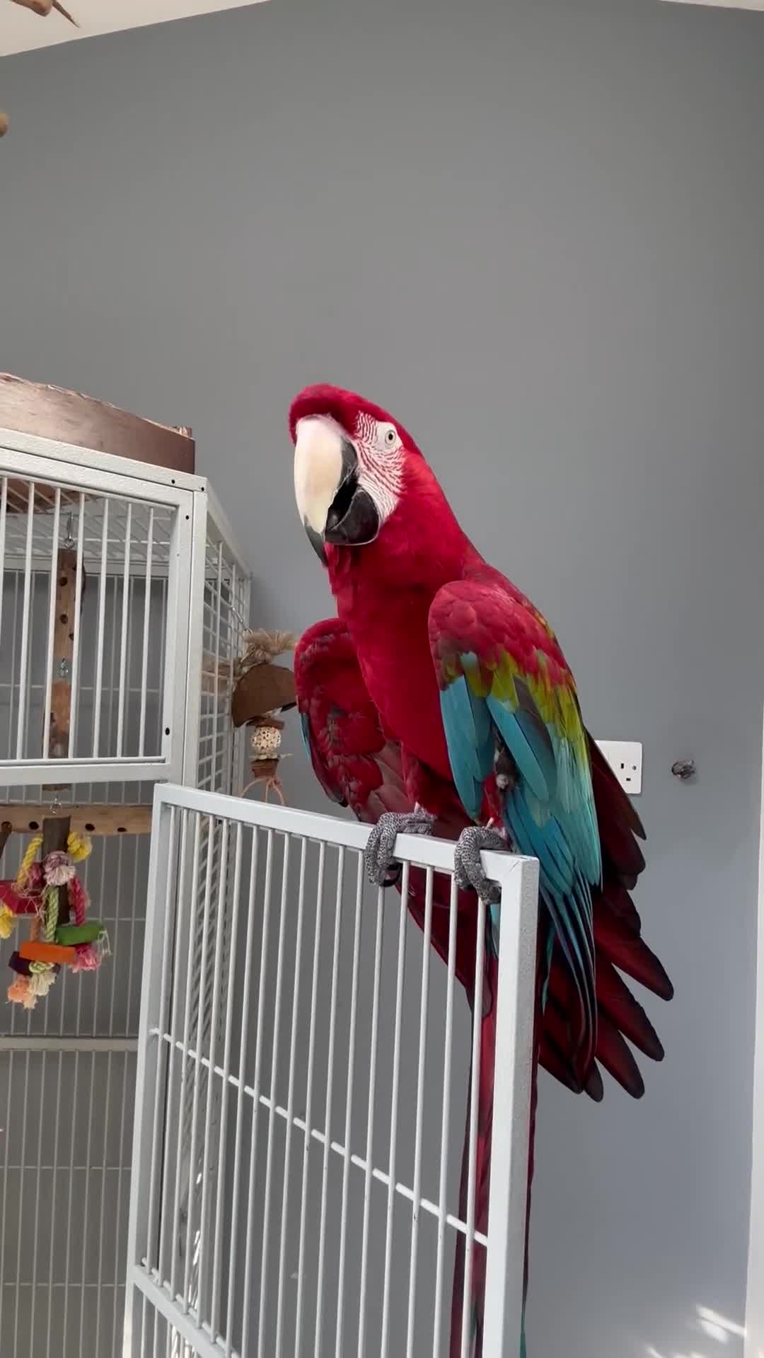 Macaws birds for sale: Green Winged Macaw  - Video 2