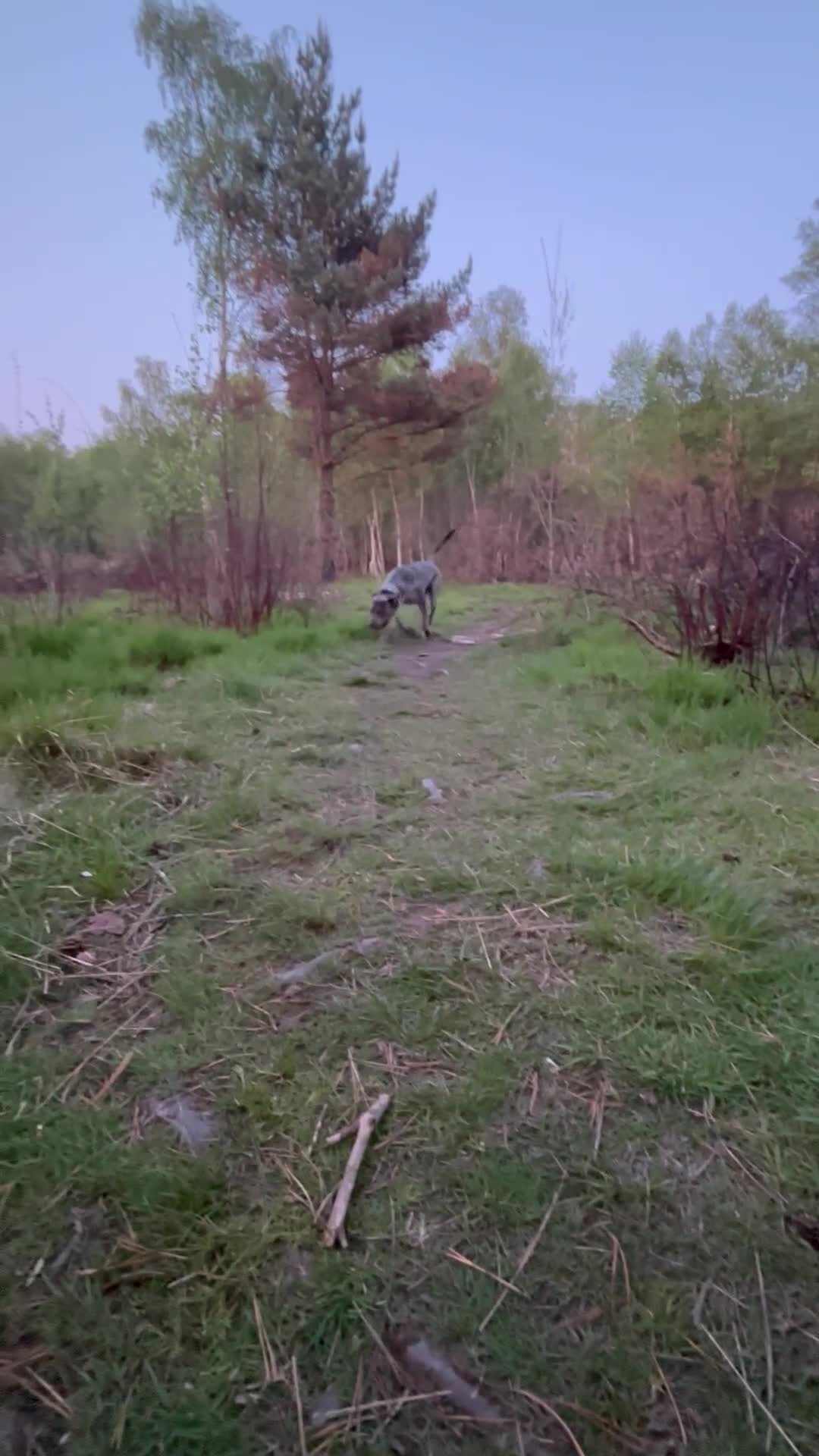Cane Corso dogs for sale: Zeus Mastiff  - Video 2