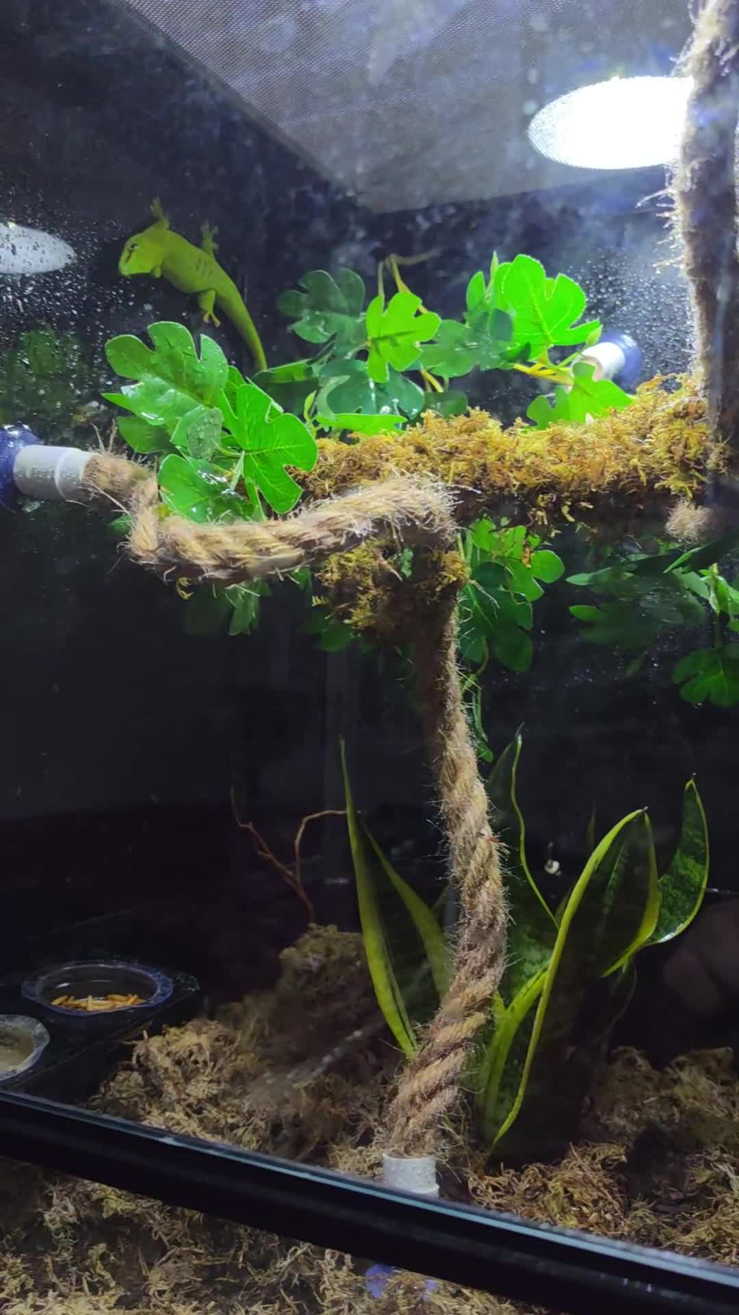 Gecko reptiles for sale: giant Madagascan day Gecko - Video 1