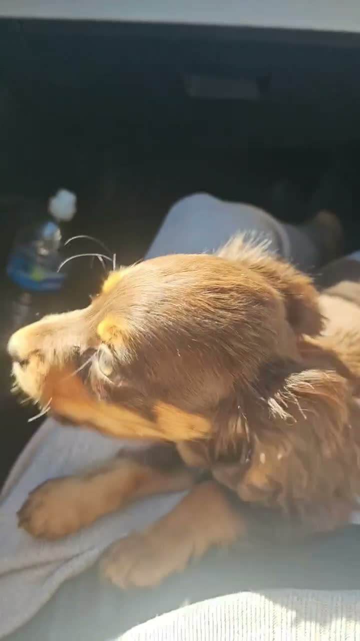 Cocker Spaniel dogs for sale: Cocker spaniel female  - Video 1