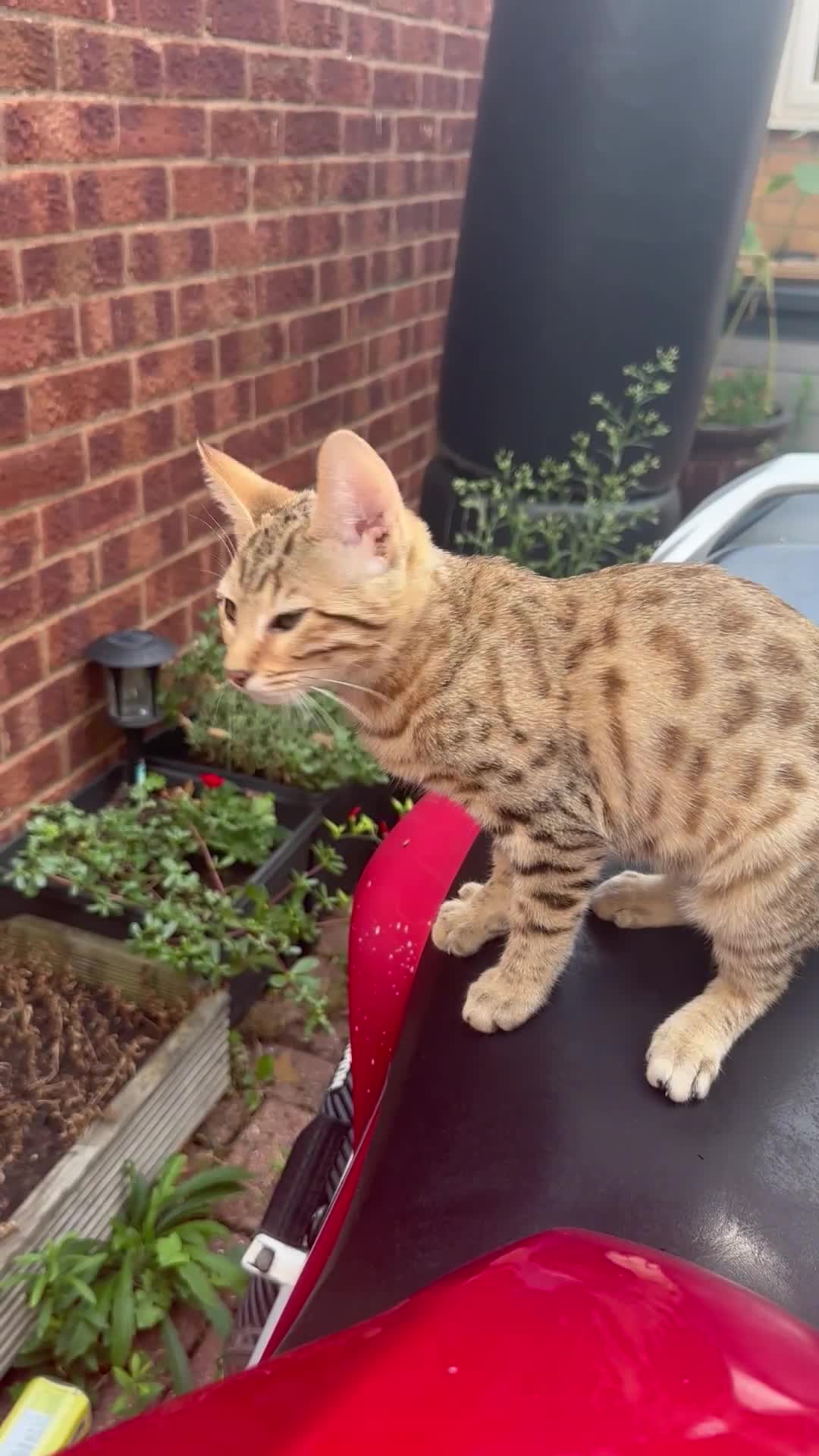 Bengal cats for sale: Bengal kittens  - Video 1