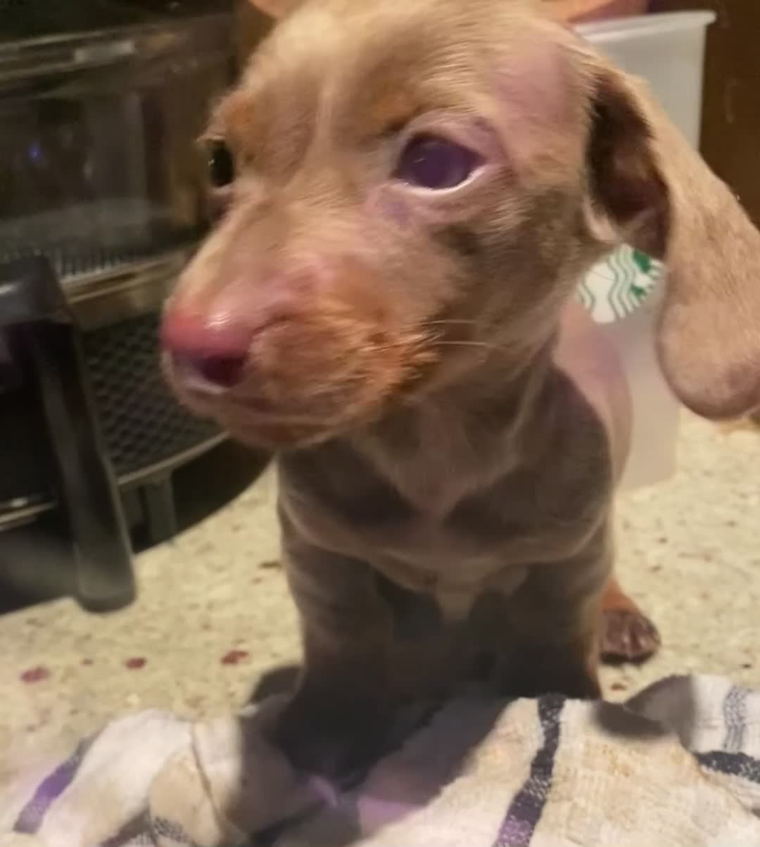 Miniature Dachshund dogs for sale: CHAMP🏆 MINI DACHSHUNDS 🇩🇪 Wir lieben Dachshunde - Video 2