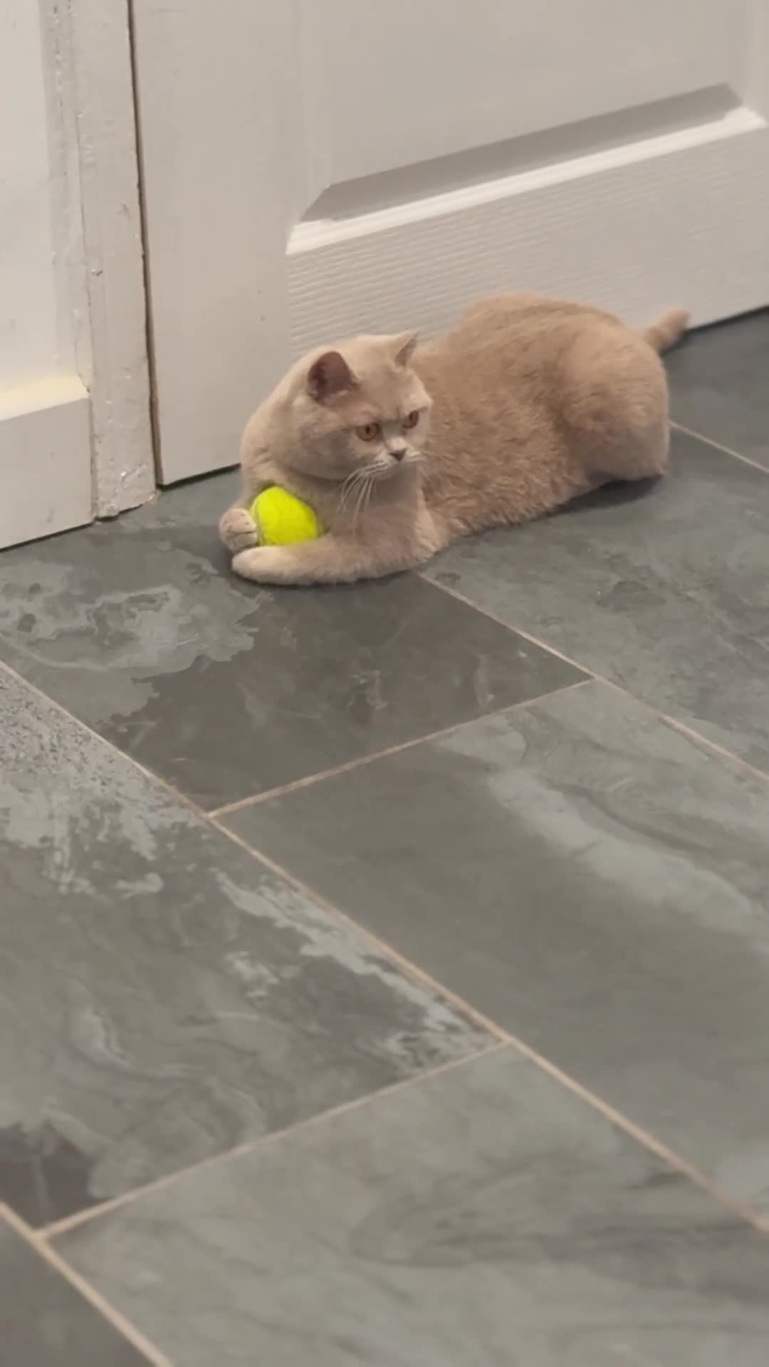 British Shorthair cats for sale: GCCF British Short Hair Fawn Queen 5 years old - Video 1