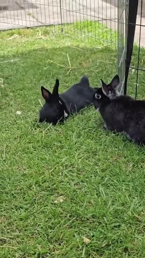 Netherland Dwarf rabbits for sale: Purebred Netherland Dwarf Doe - Video 1