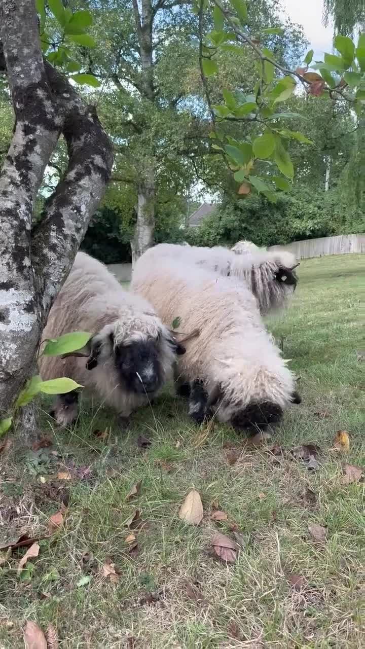 Sheep livestock for sale: Pedigree registered Valais Blacknose ewes - Video 1