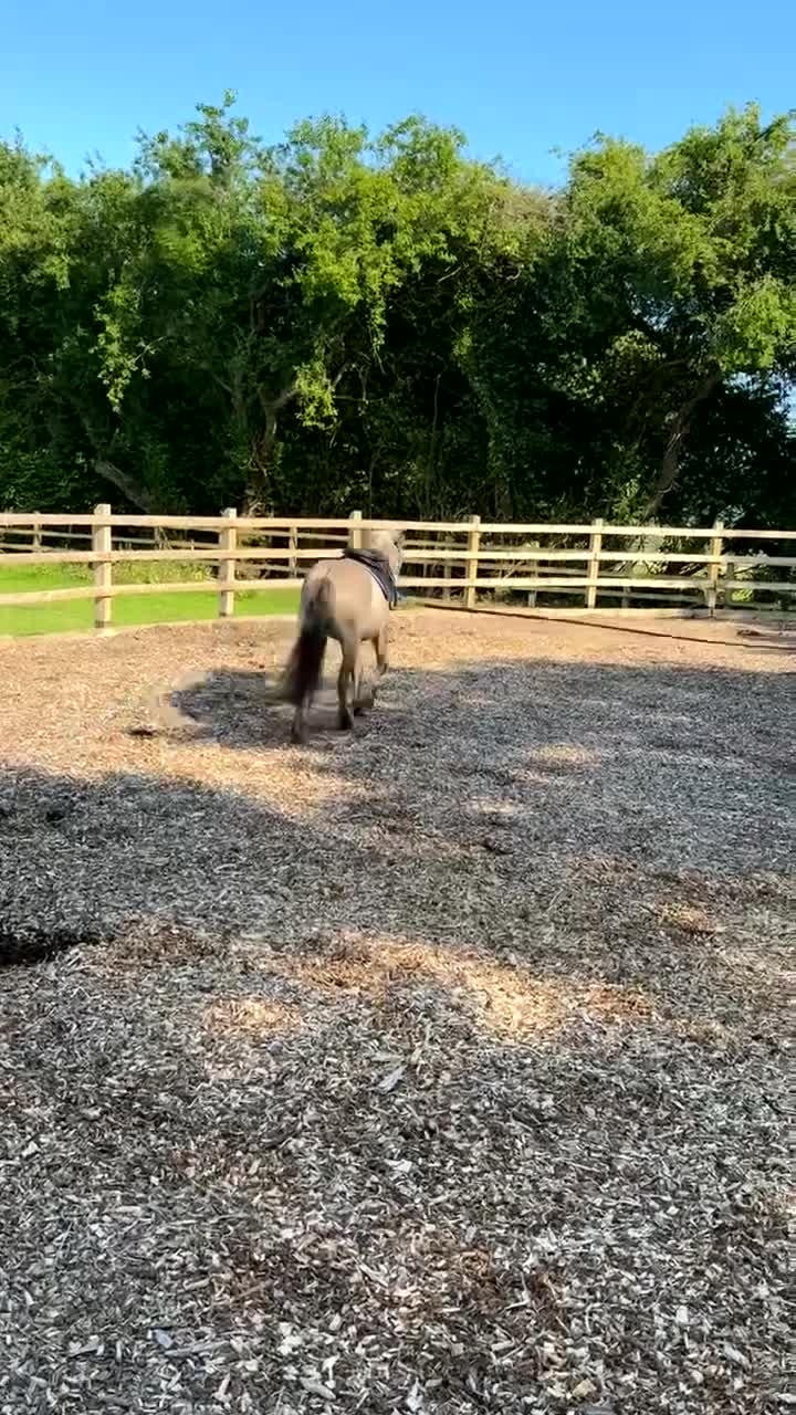 Dartmoor horses for sale: Dartmoor Hill Pony - Video 1