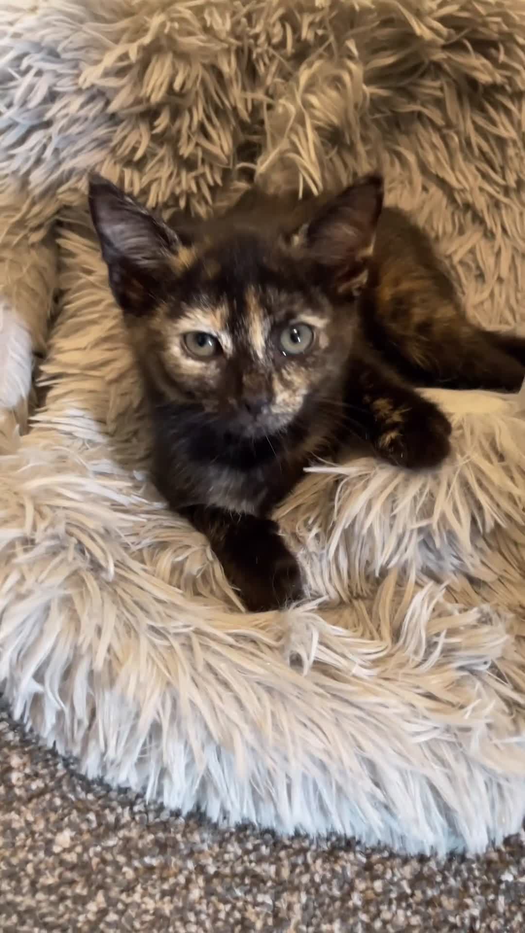 Mixed Breed cats for sale: Litter of 6 sweet kittens in Preston - Video 1