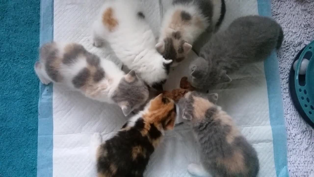 British Shorthair cats for stud: GCCF/TICA proven cream and white bicolour stud  in London - Video 3