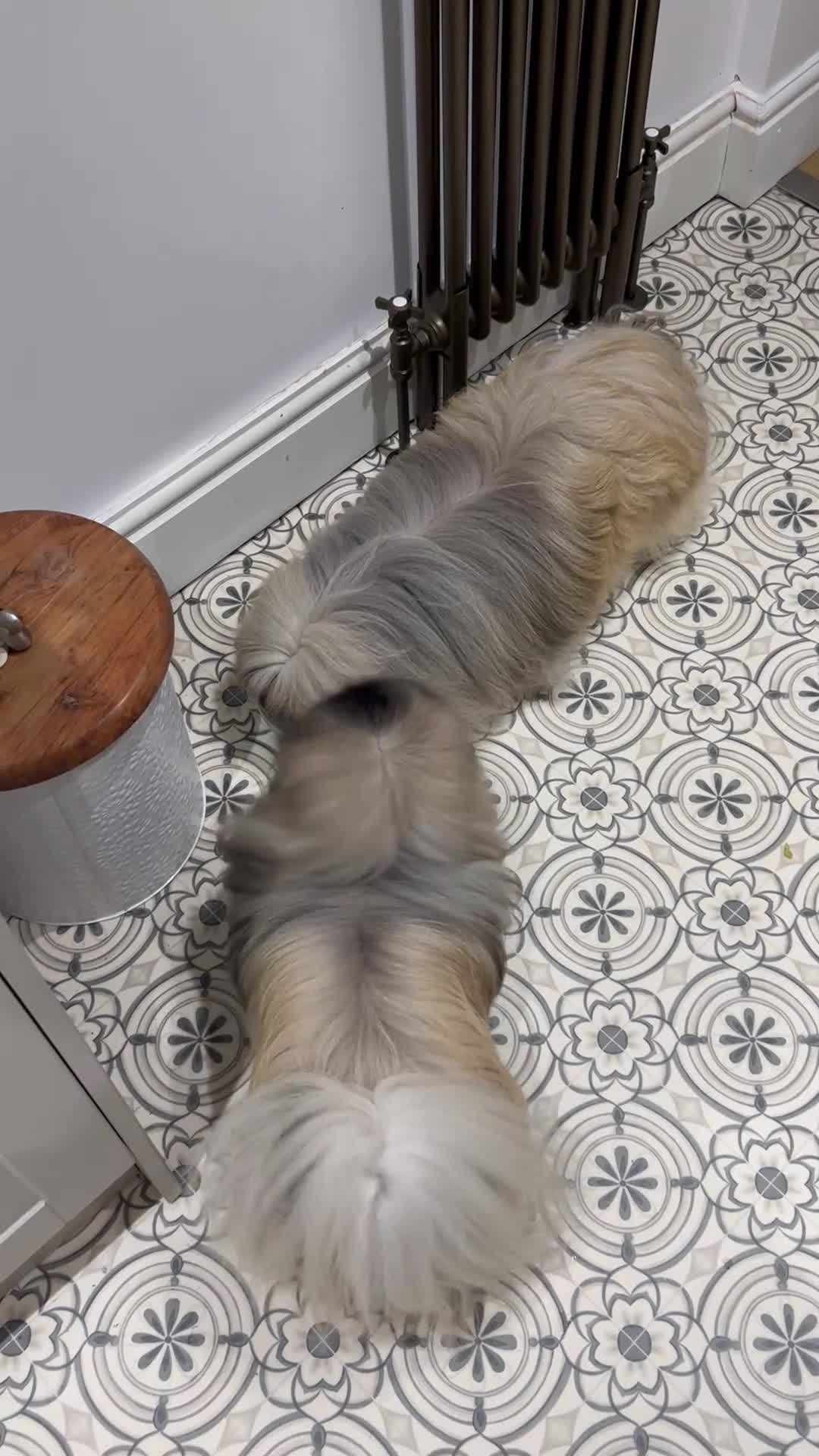 Pekingese dogs for stud: KC registered Pekingese for Stud (Not for sale) - Video 3