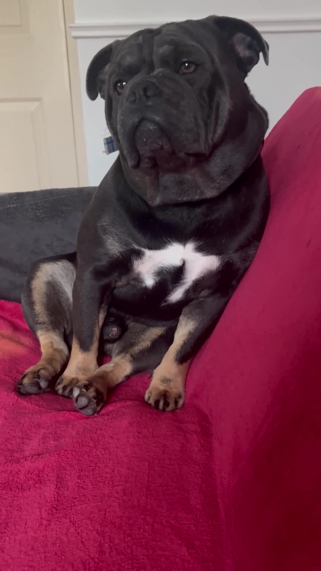 Mixed Breed dogs for sale: Winston looking for his forever home. in Southampton - Video 1