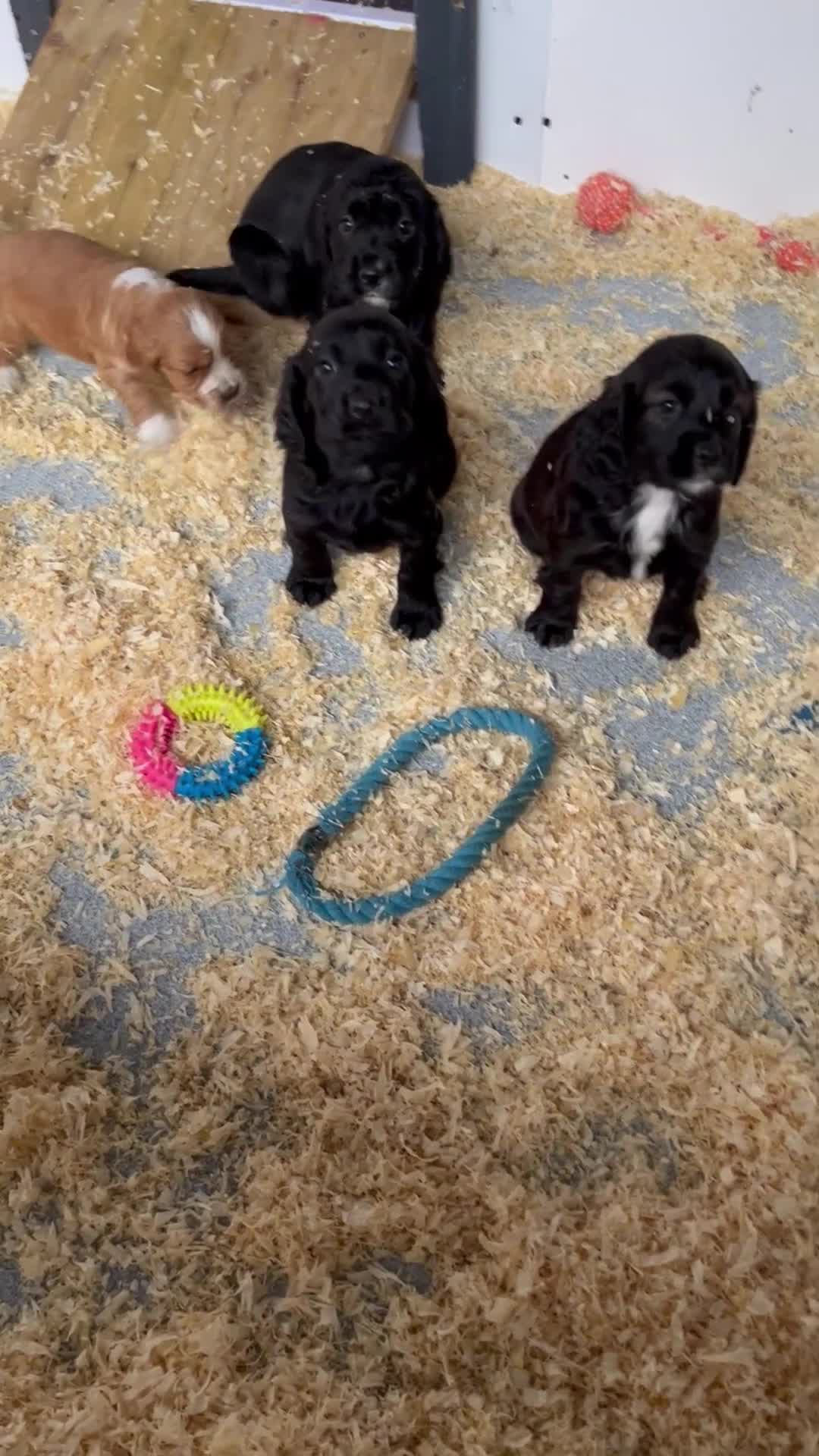 Cocker Spaniel dogs for sale: Stunning Health Tested WCS Pups - Video 2