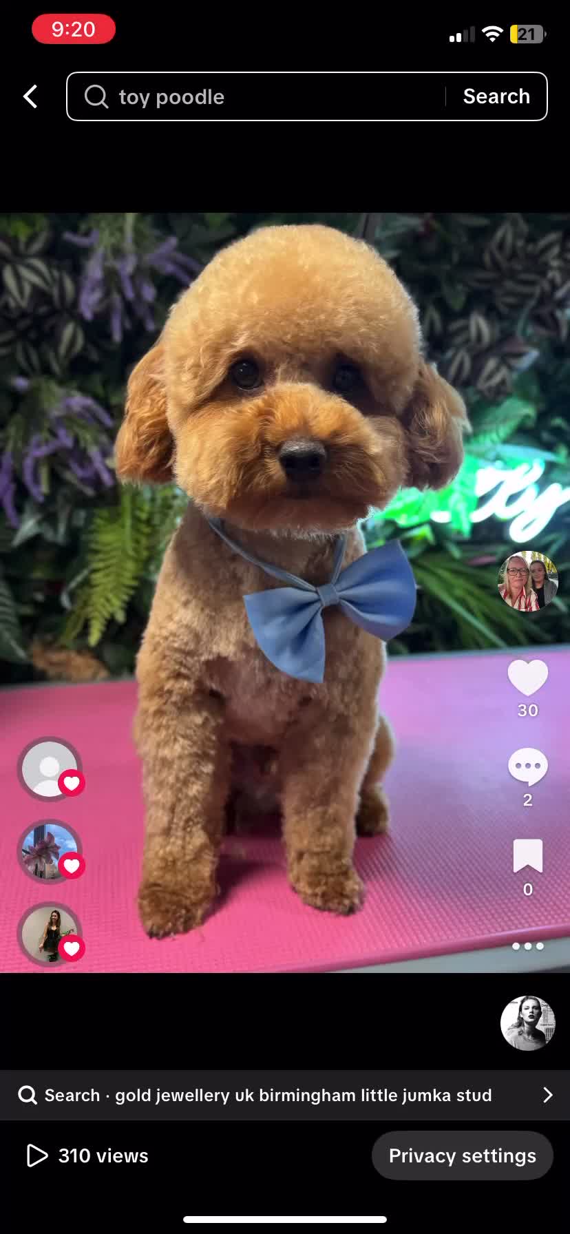 Toy Poodle dogs for stud: Toy Poodle KC - Stud and  fully health tested  - Video 1