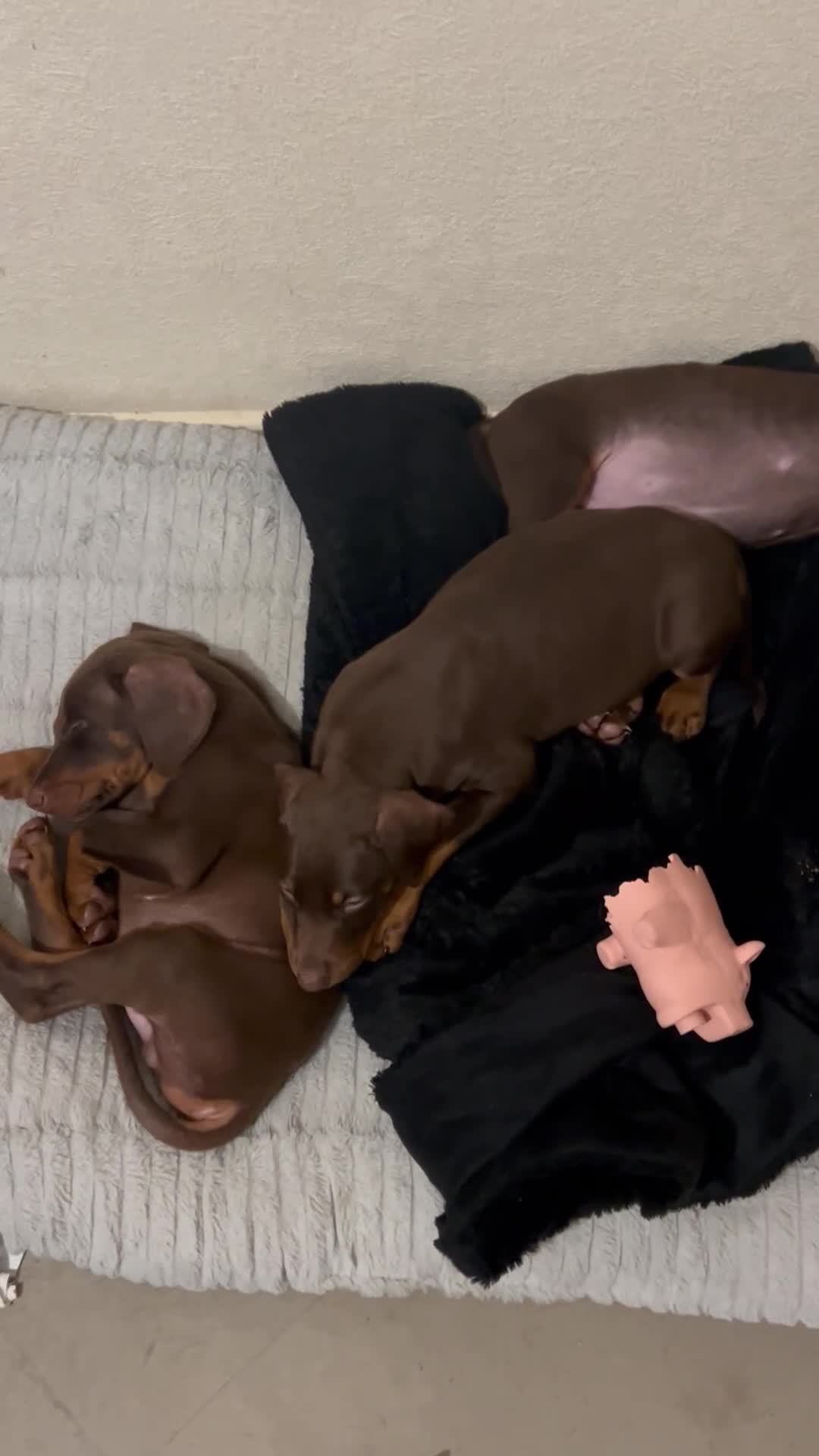 Dobermann dogs for sale: Amazing Doberman puppies ,Gambol/zues - Video 3