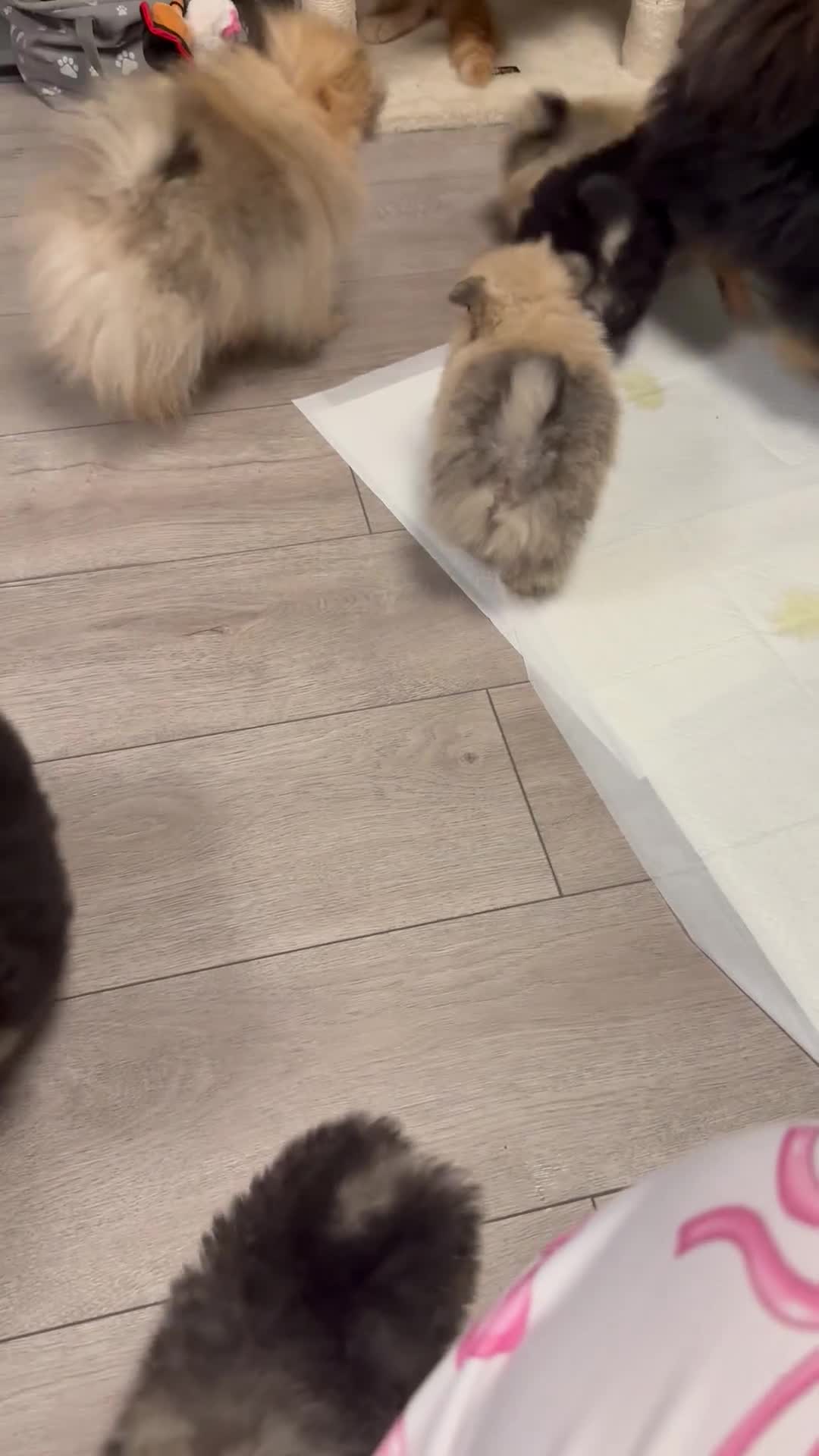 Pomeranian dogs for sale: Pomeranian puppies KC Registered  - Video 5