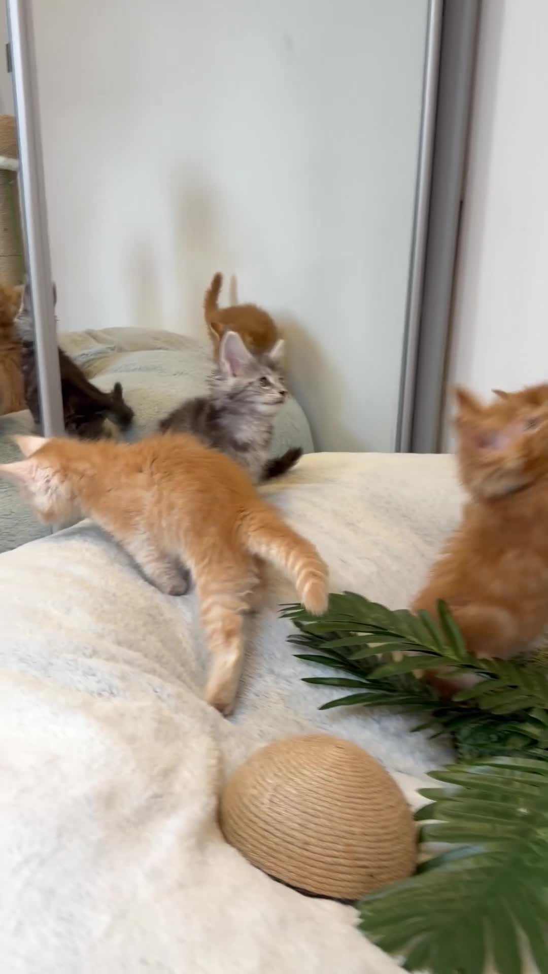 Maine Coon cats for sale: Maine Coon XXL - Video 1