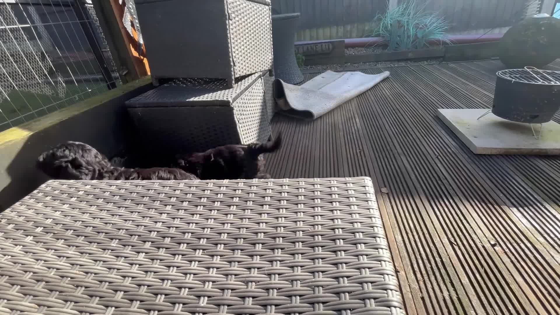 Cockapoo dogs for sale: Black girl f1 cockapoo  - Video 1