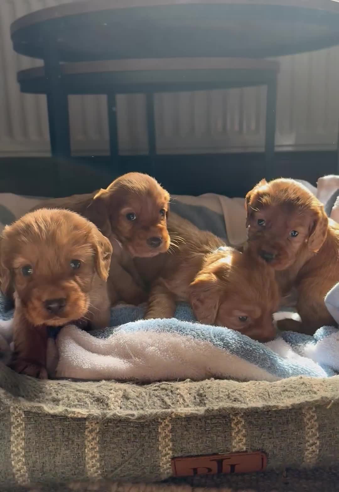 Cocker Spaniel dogs for sale: ✨ KC Registered Working Cocker Spaniel Puppies ✨ - Video 1
