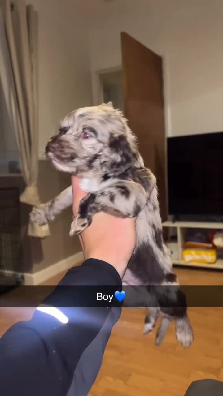 Cocker Spaniel dogs for sale: Litter of cocker spaniels  - Video 4