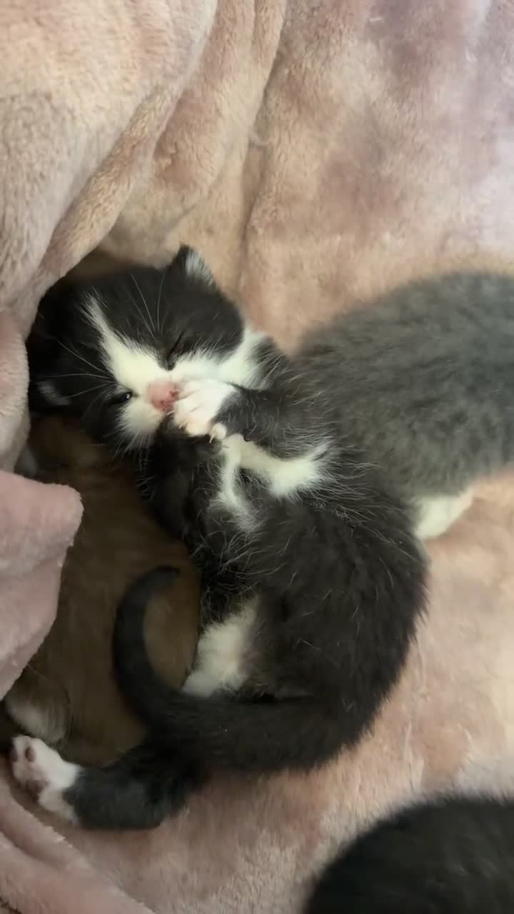 British Shorthair cats for sale: British shorthair kittens - Video 1
