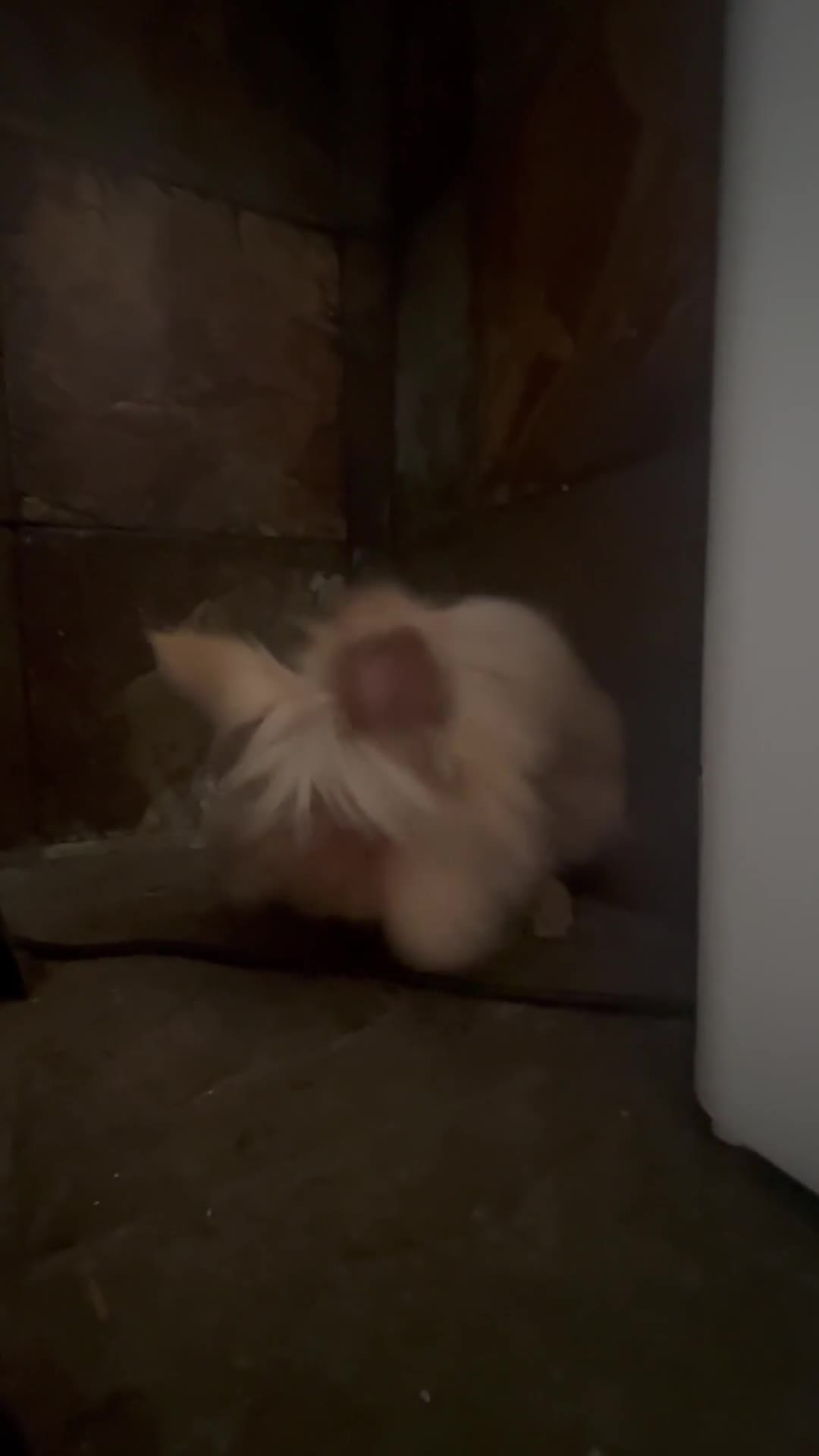 Lionhead rabbits for sale: Rabbit looking for new forever home  - Video 2