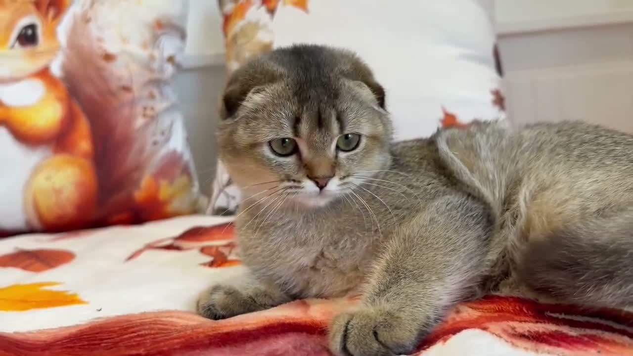 Scottish Fold cats for sale: 🐱✨ Beautiful Golden Scottish Fold Kitten - Video 4