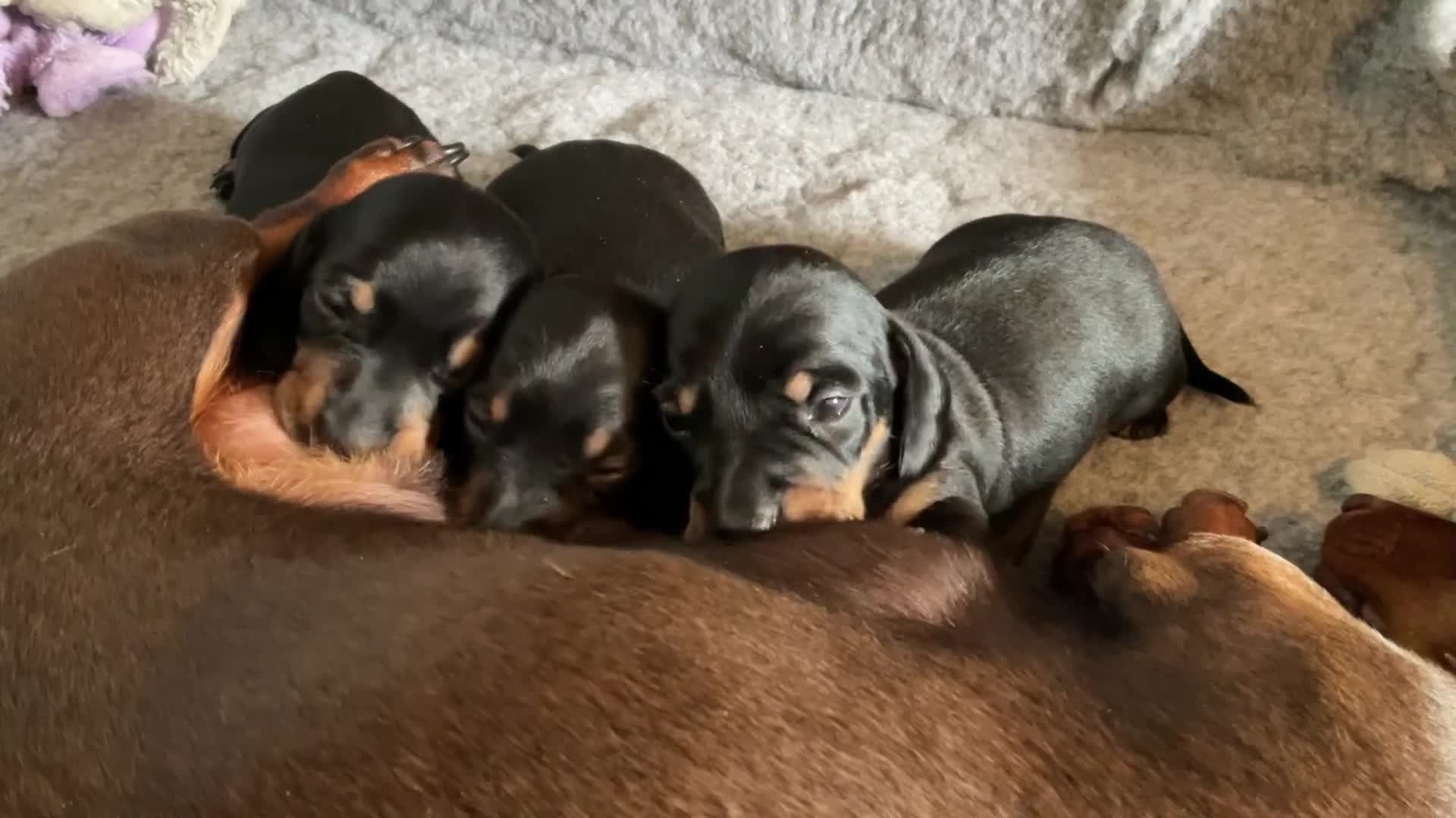 Dachshund dogs for sale: Two Black and Tan stunning boys  in Carlisle - Video 3