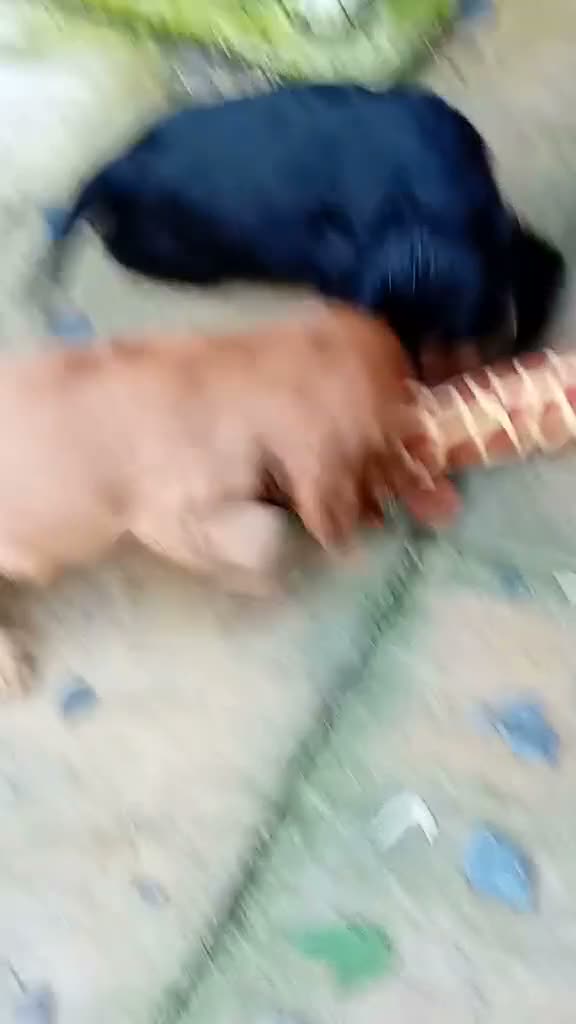 Cocker Spaniel dogs for sale: 3 PURE SHOW BLACK COCKER SPANIEL PUPPIES.  - Video 3