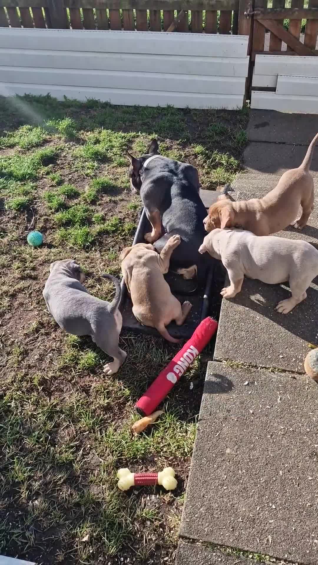 American Bully dogs for sale: Pocketbully last girl❤️only 900£ - Video 1