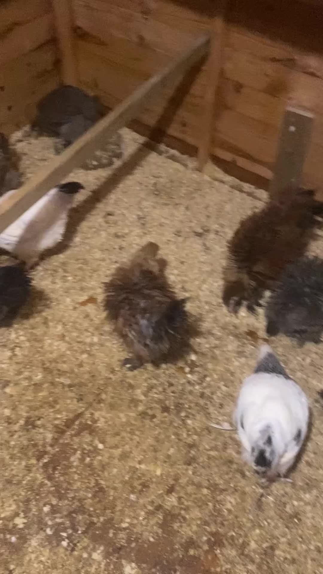 Chickens poultry for sale: Brahma, Serama, Light Sussex, hybrids - Video 1