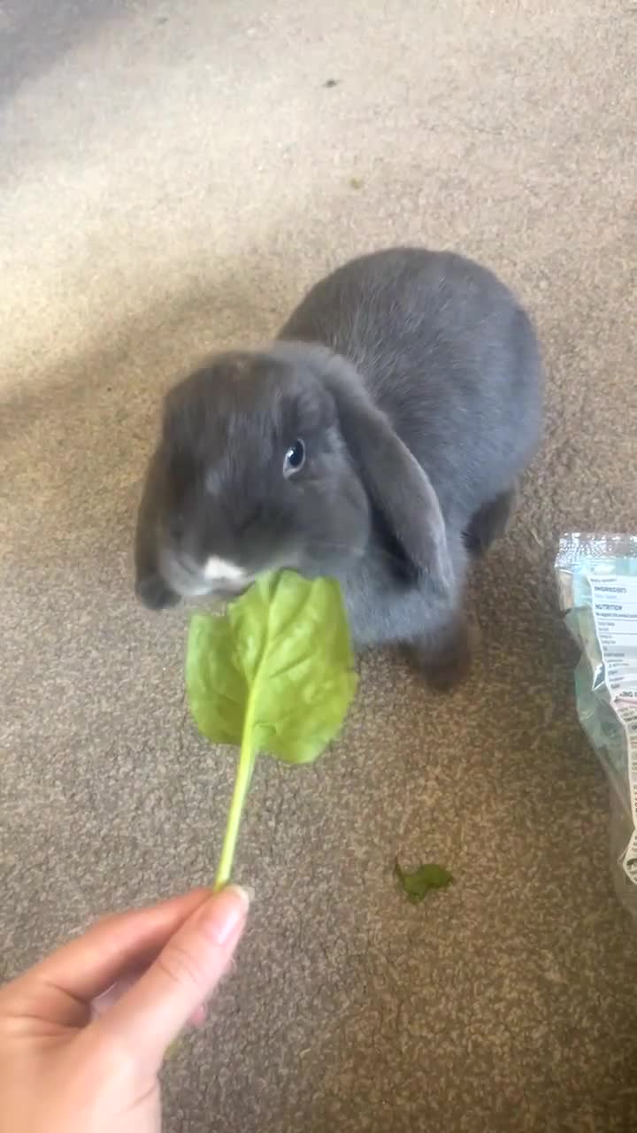 Mini Lop rabbits for sale: Two beautiful mini lops - Video 3
