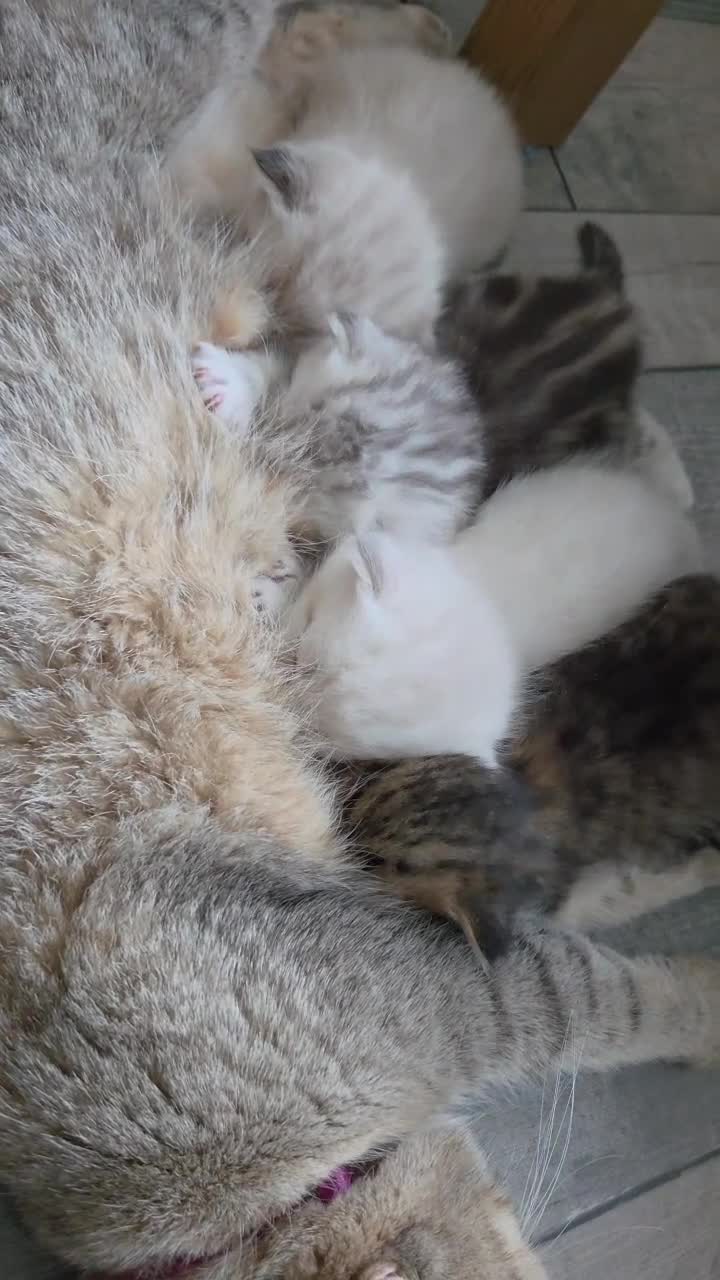 Scottish Fold cats for sale: Scottish Fold/Straight Kittens For Sale  - Video 5
